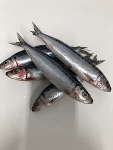 Raw Fish: Whole Pilchards