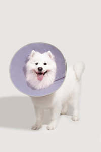 Accessories 1: "Snap-On Cone-Shaped Elizabethan Collar Size XL