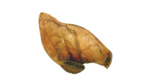 Pigs Ears