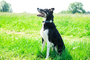 Amino activity and behaviour montior by Sureflap Jen's Pet Supplies