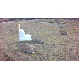 Bait Stations: rabbit-bait-stations