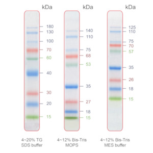 Proteomic: IRIS9 Prestained Protein Ladder (15-170 kDa) PMI09-0500