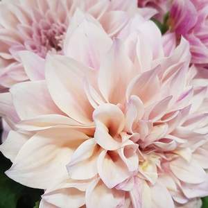 Wedding Flowers Tight In White: Step 2. Choose your colour