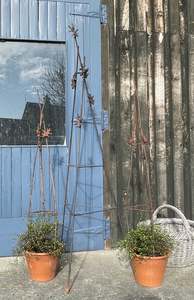 Tall plant support