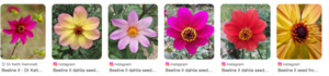 Drifts And Borders: Dahlia variabilis x D. sherffii 'Beeline II'