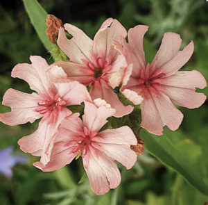 Drifts And Borders: Lychnis chalcedonica 'Pinkie'