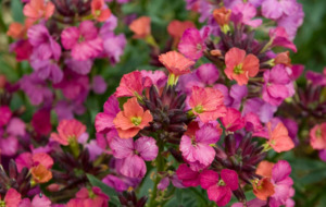Drifts And Borders: Erysimum cheiri 'Constant Cheer'