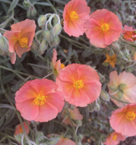Helianthemum 'Peter and Anna's' my own name perhaps 'Highdow&hellip;