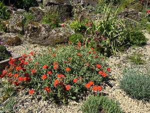 Drifts And Borders: Helianthemum 'Henfield Brilliant'