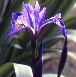 Drifts And Borders: Iris x robusta "Gerald Darby'