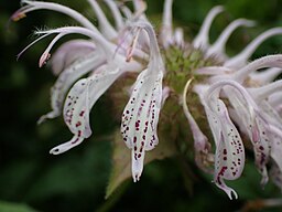 Drifts And Borders: Monarda bradburiana