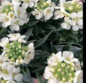 Drifts And Borders: Erysimum capitatum "Moonlight'