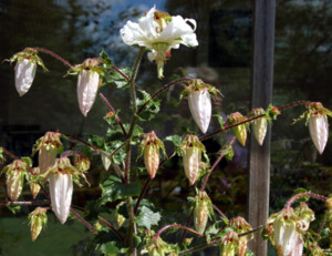 Michauxia campanuloides