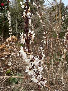 Shade: Abeliophyllum distichum 