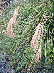 Shade: Chionochloa flavicans