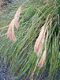 Chionochloa flavicans