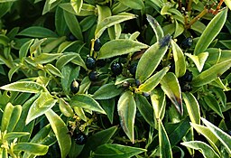 Sarcococca hookeriana var. humilis