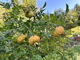 Shade: Rosa roxburghii