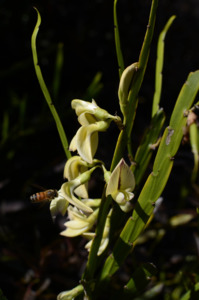 Shade: Carmichaelia williamsonii