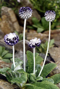Primula capitata 'Salvana'