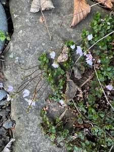 Woodland And Dappled Shade: Parahebe decora syn. Veronica bidwillii