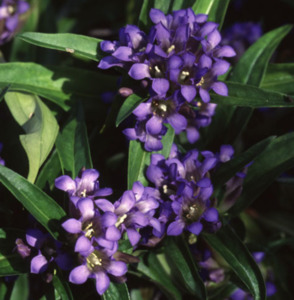 Woodland And Dappled Shade: Gentiana  dahurica var. gracileps