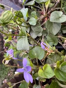 Viola labradorica