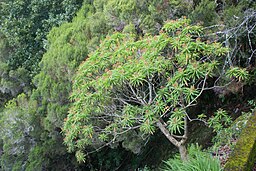Drought Tolerant Plants: Euphorbia mellifera