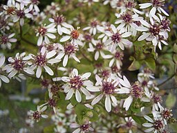 Drought Tolerant Plants: Eurybia divaricatus syn. Aster divaricatus
