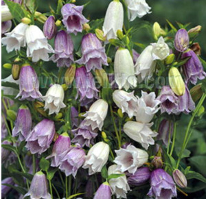 Drought Tolerant Plants: Campanula takesimana 'Flore pleno' Mix
