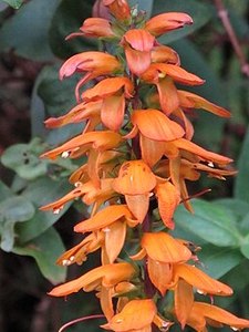 Drought Tolerant Plants: Digitalis canariensis syn. Isoplexis canariensis