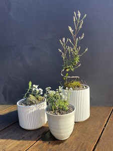 Kusa Bonsai  - native heliohebe