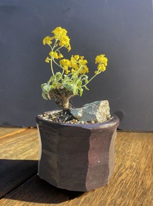 New: Kusa Bonsai - handmade pot with aurinia