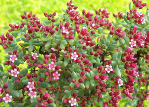 New: Crassula sarcocaulis