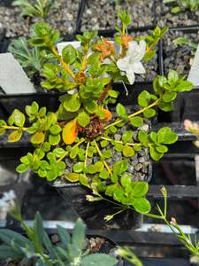 Rhododendron kiusianum album