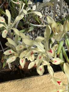 Babiana vanzijliae