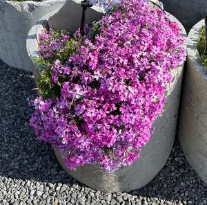 Phlox subulata 'Red Wings'