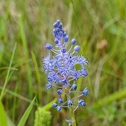Small Plants: Scilla litardierei was S. pratensis