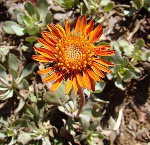 Small Plants: Haplopappus macrocephalus 
