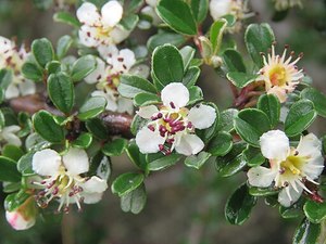 Small Plants: Cotoneaster microphyllus