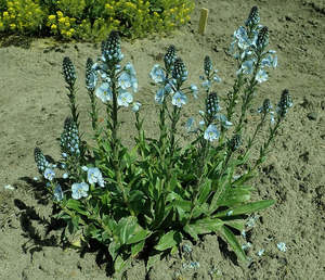 Rocks Crevices Troughs: Veronica gentianoides