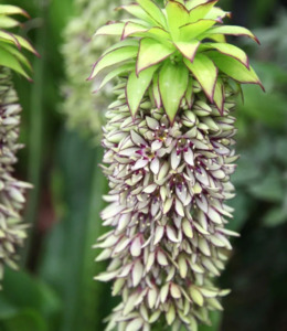Rocks Crevices Troughs: Eucomis autumnalis
