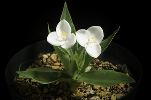 Rocks Crevices Troughs: Weldenia canadida