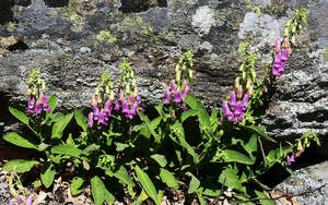 Rocks Crevices Troughs: Digitalis thapsis 'Spanish Peaks'