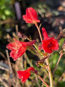 Rocks Crevices Troughs: Delphinium nudicale 'Laurin'