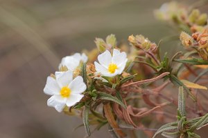 Rocks Crevices Troughs: Cistus clusii -my own attribution