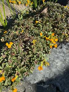 Rocks Crevices Troughs: Erysimum kotschyanium 'Ruapuna Gold' ex HB