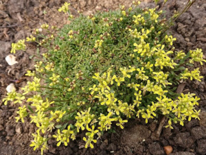 Rocks Crevices Troughs: Erysimum kotschyanium lemon