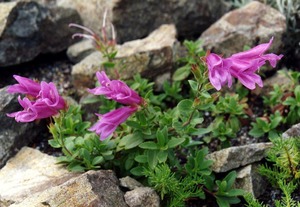 Drifts And Borders: Penstemon davidsonii var. menziesii