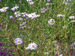 Drifts And Borders: Symphyotrichum syn Aster turbinellus (turbinellum)
